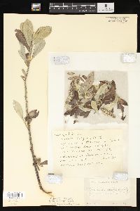 Salix sitchensis image