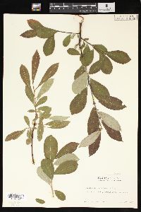 Salix sitchensis image