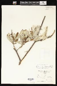 Salix sitchensis image