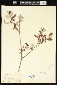 Salix sitchensis image