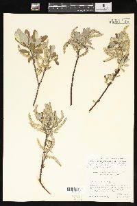 Salix sitchensis image