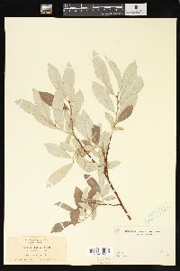 Salix sitchensis image