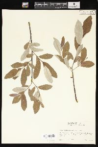 Salix sitchensis image