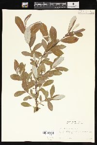 Salix sitchensis image