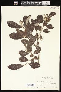 Salix sitchensis image