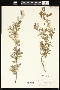 Salix sitchensis image