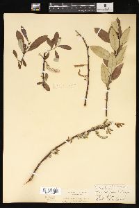 Salix sitchensis image