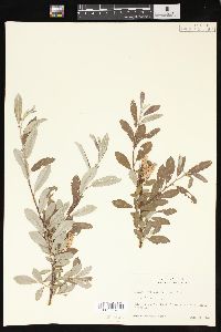 Salix sitchensis image