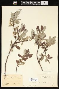 Salix sitchensis image