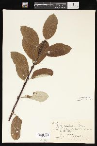 Salix sitchensis image