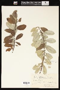 Salix sitchensis image