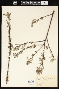 Salix sitchensis image