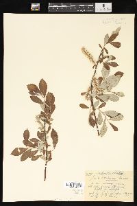 Salix sitchensis image