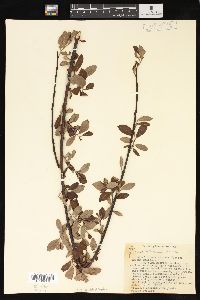 Salix sitchensis image