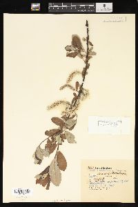 Salix sitchensis image