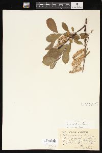 Salix sitchensis image