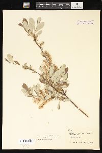 Salix sitchensis image