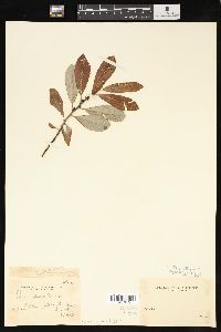 Salix sitchensis image