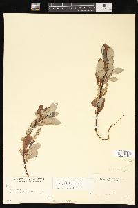 Salix sitchensis image