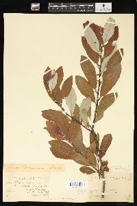 Salix sitchensis image
