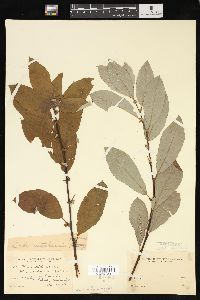 Salix sitchensis image