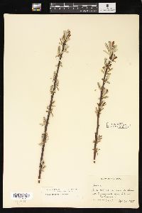 Salix sitchensis image