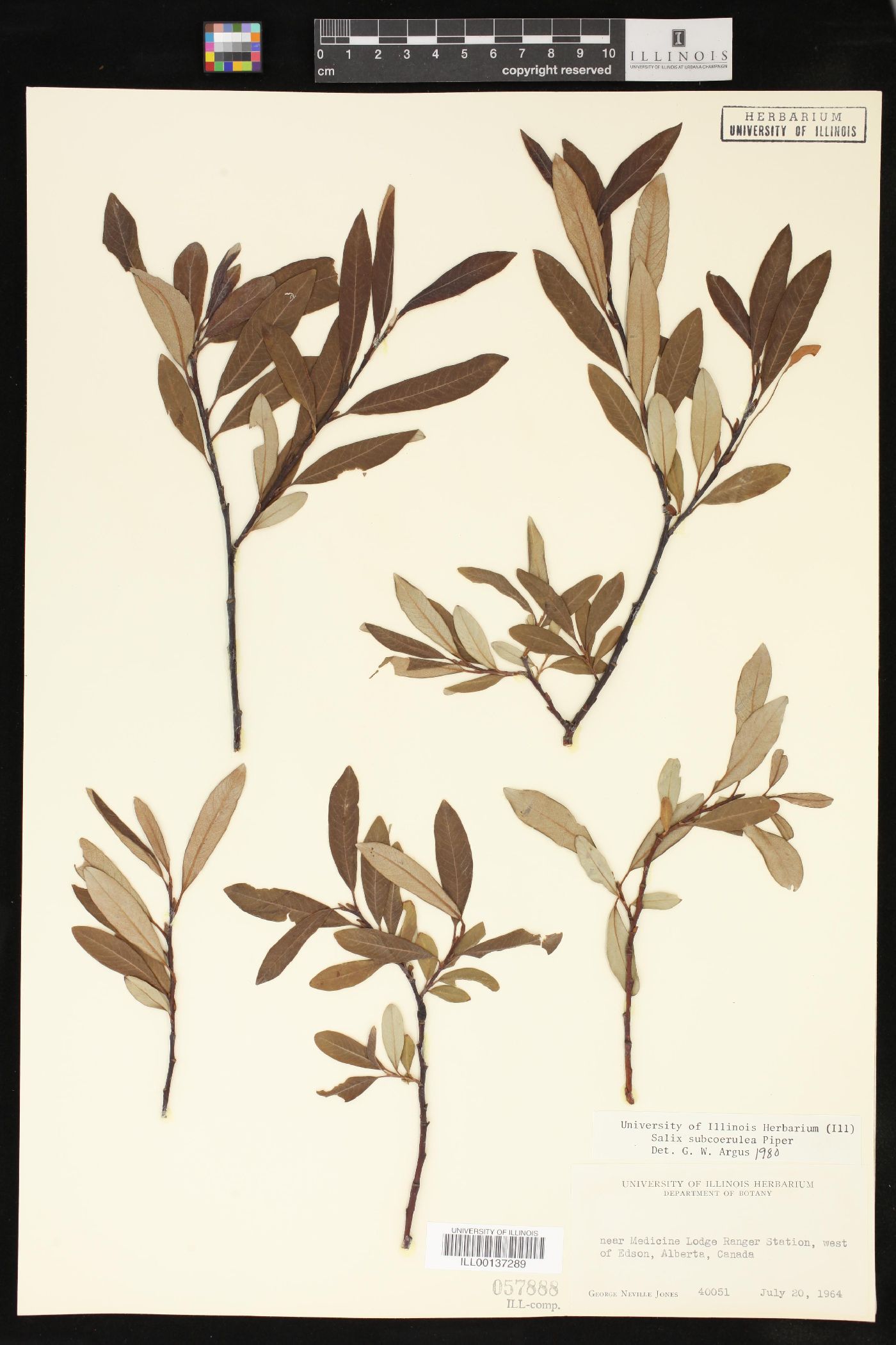 Salix subcoerulea image