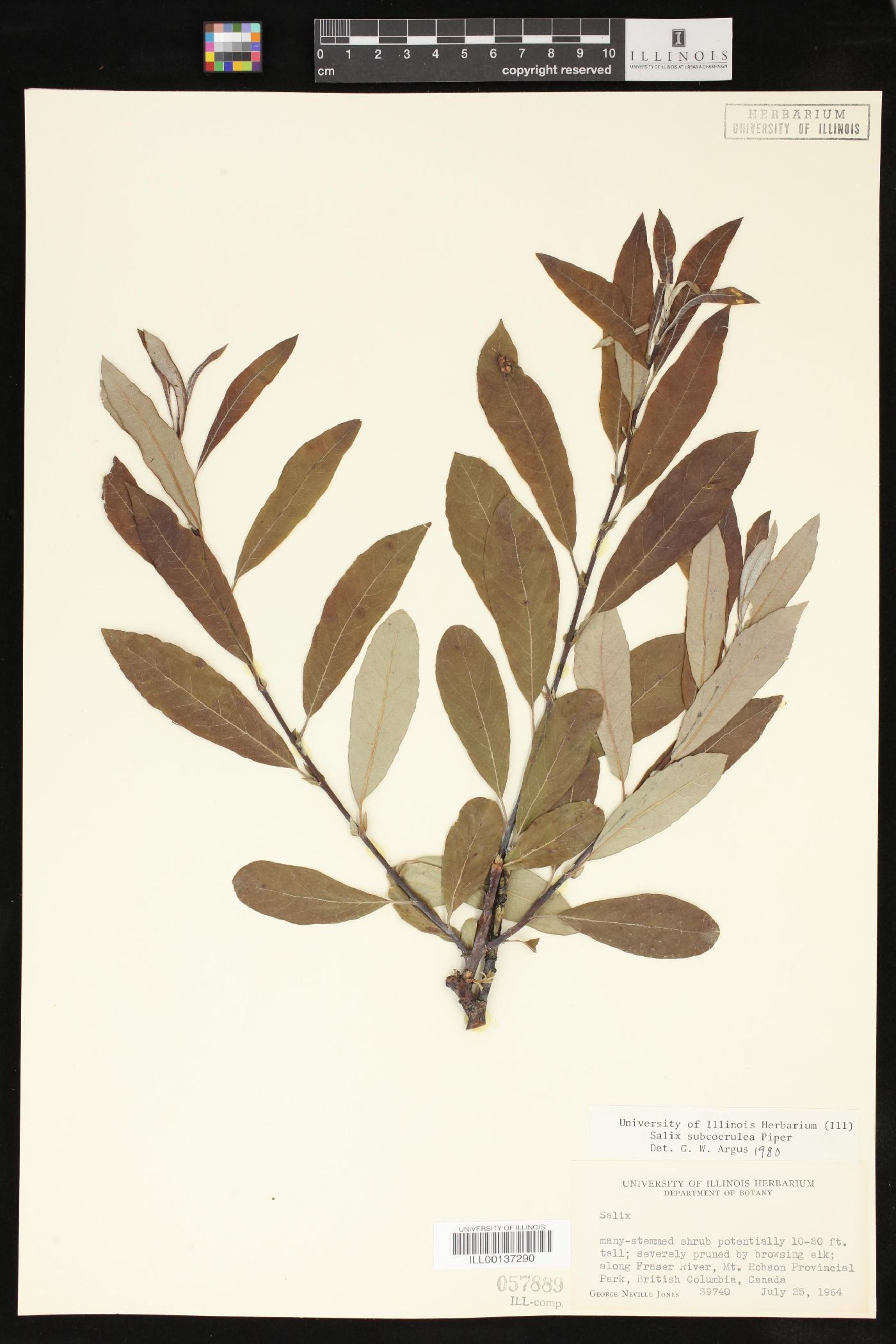Salix subcoerulea image