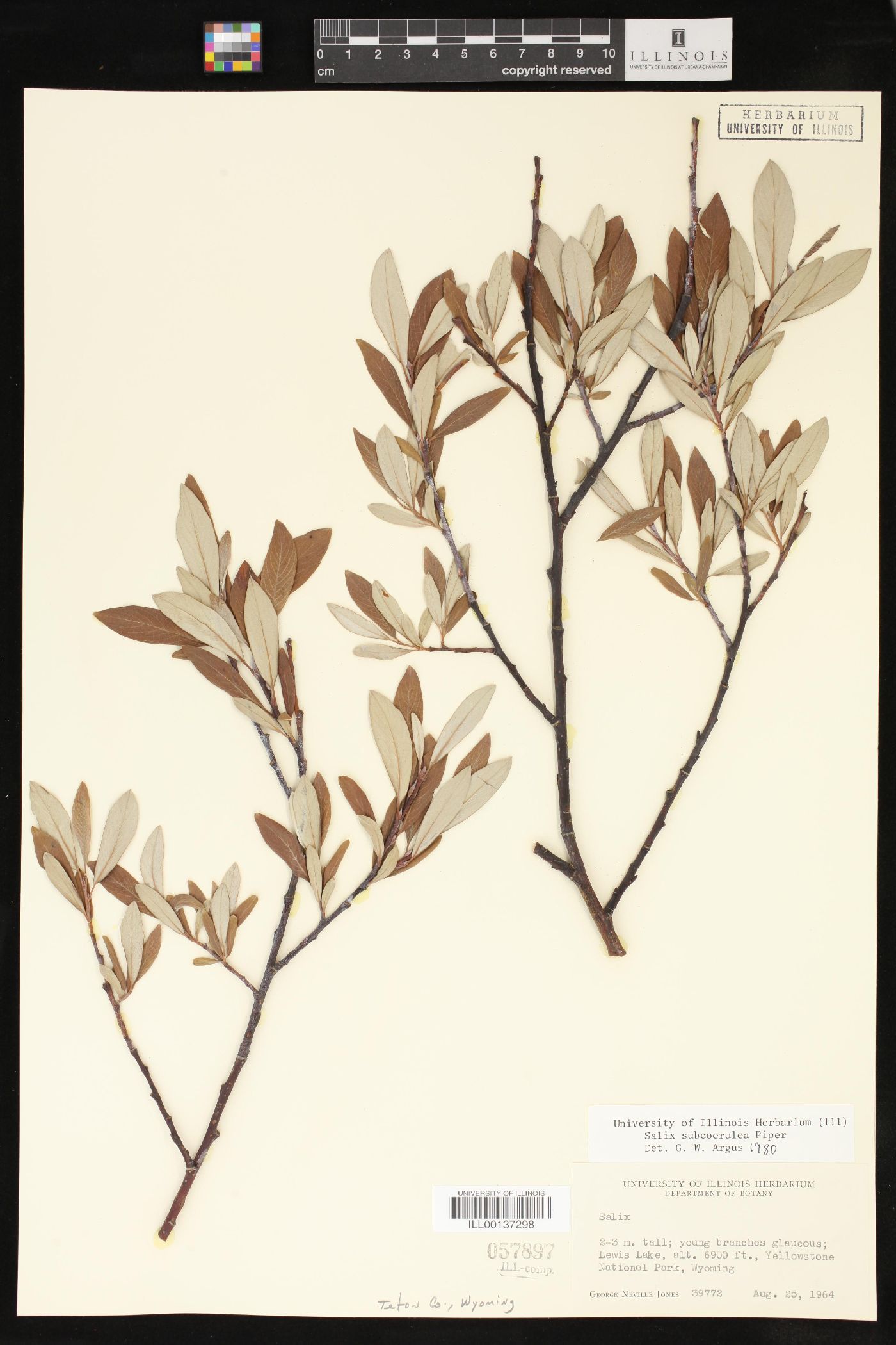 Salix subcoerulea image