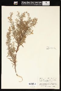 Salix taxifolia image