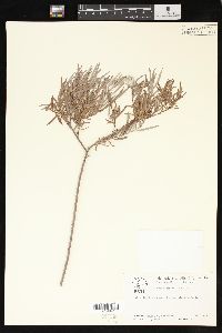 Salix taxifolia image