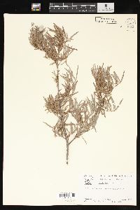 Salix taxifolia image