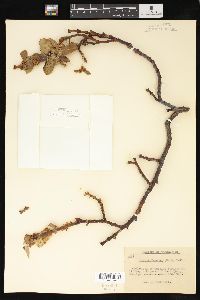 Salix tweedyi image