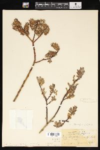 Salix tweedyi image