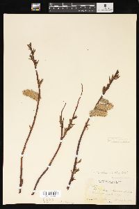 Salix tweedyi image