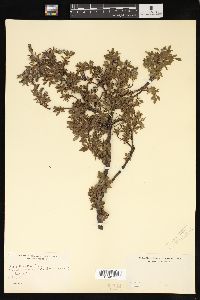 Salix uva-ursi image