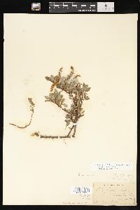 Salix uva-ursi image