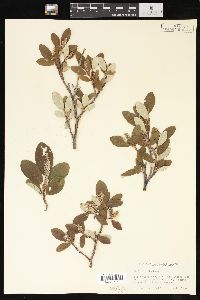 Salix vestita image