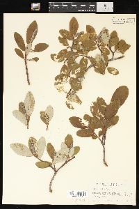 Salix vestita image