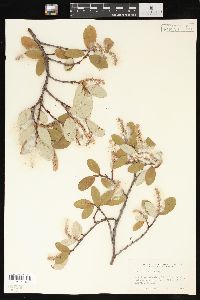 Salix vestita image