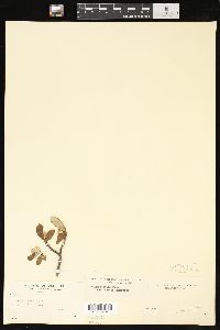 Salix vestita image