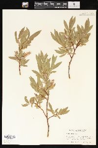 Salix wolfii image