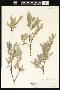 Salix wolfii image