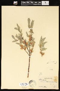Salix wolfii image
