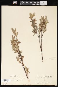 Salix wolfii image