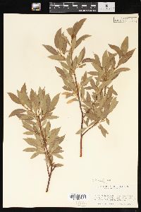 Salix wolfii image