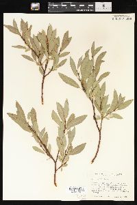 Salix wolfii image