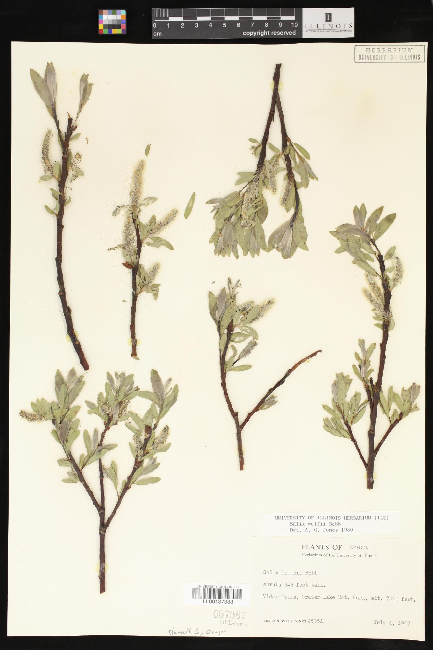 Salix wolfii image