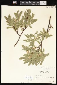 Salix wolfii image
