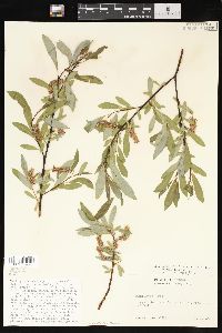 Salix wolfii image